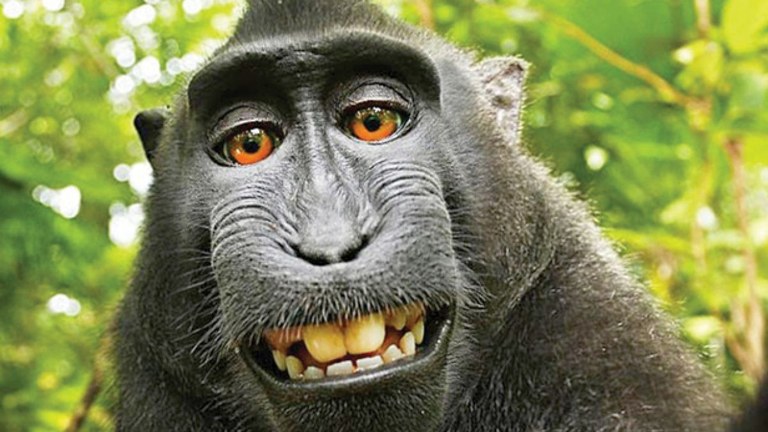 1512602452-monkey-selfie-article-201707131352.jpg