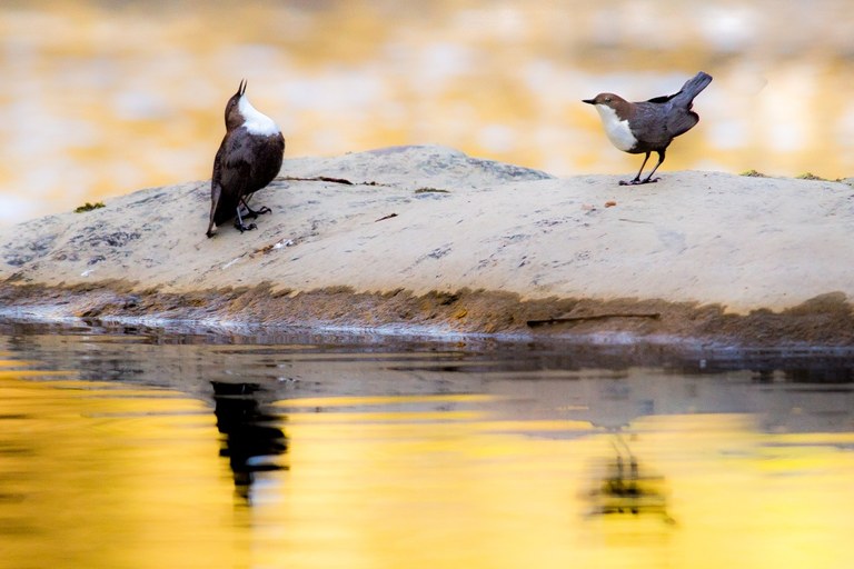 ‘Gorbeia eta Aiaraldeko altxorrak’ erakusketa dago ikusgai Gasteizko Atarian