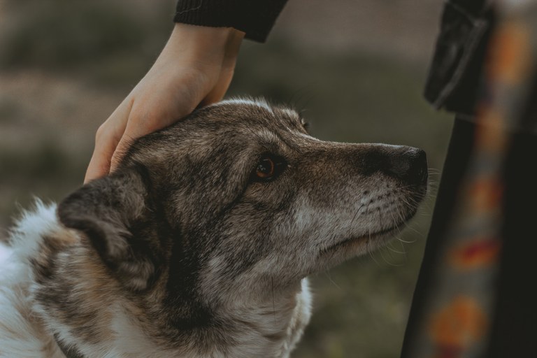Abandonatu dituztela ez sentitzeko, txakur eta katuek beilatokietan haien bizikideak agurtzeko aukera izatea
