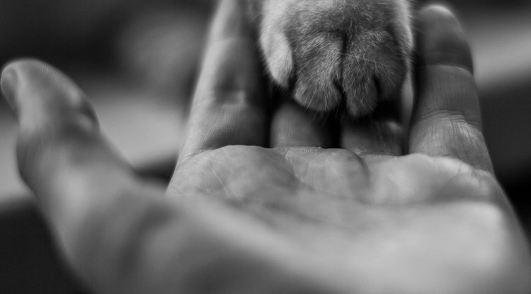 Abandonatu dituztela ez sentitzeko, txakur eta katuek beilatokietan haien bizikideak agurtzeko aukera izatea