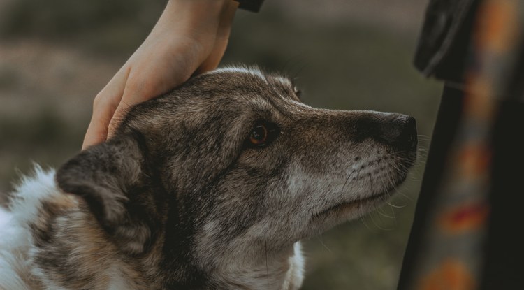 Abandonatu dituztela ez sentitzeko, txakur eta katuek beilatokietan haien bizikideak agurtzeko aukera izatea