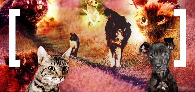 Adopta Navarra elkartea: “Gure elkartean noizbait erosiak izan ziren arrazako animaliak ere baditugu, abandonatuak, jada ez direlako kapritxo bat.” Adopta Navarra elkartea: “Gure elkartean noizbait erosiak izan ziren arrazako animaliak ere baditugu, abandonatuak, jada ez direlako kapritxo bat.”