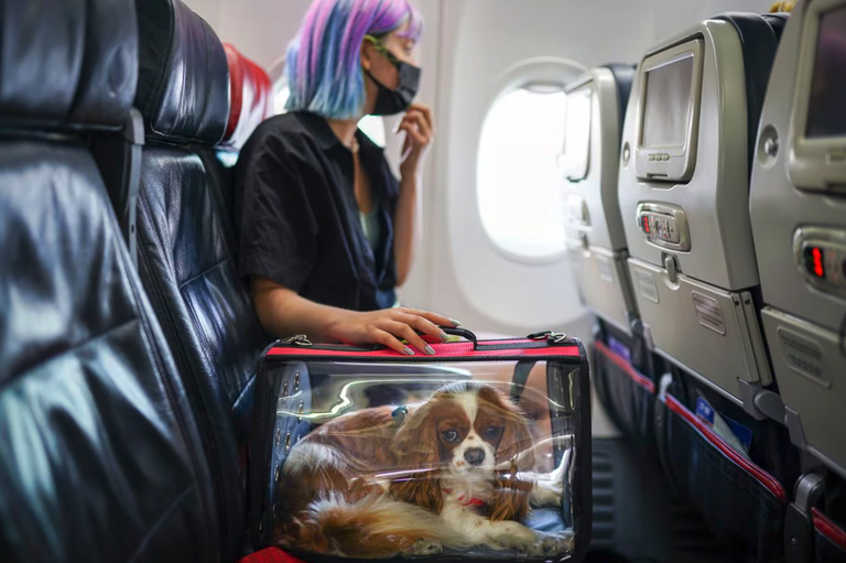 American Airlines hegazkin konpainiak animalien politika malgutu du