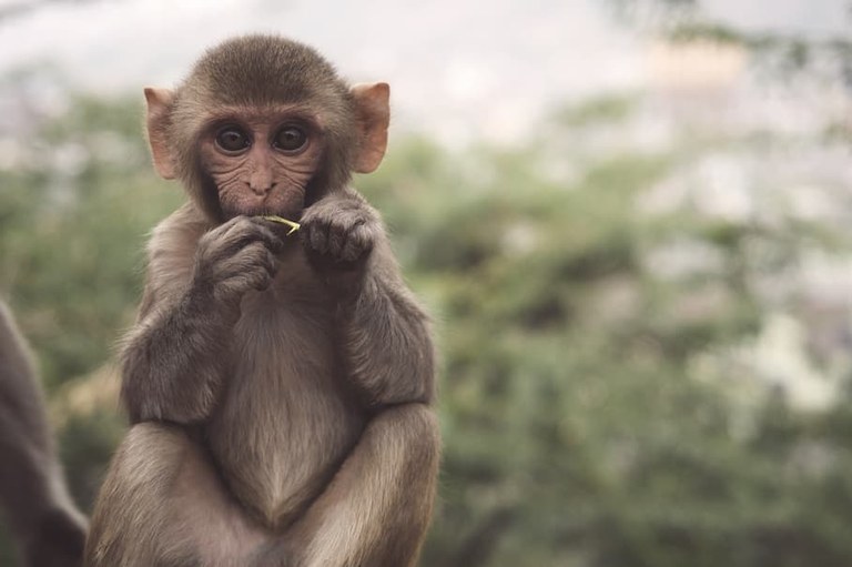 Animalia basatiei eskubide legalak esleitu dizkien lehen herrialdea bihurtu da Ekuador Animalia basatiei eskubide legalak esleitu dizkien lehen herrialdea bihurtu da Ekuador