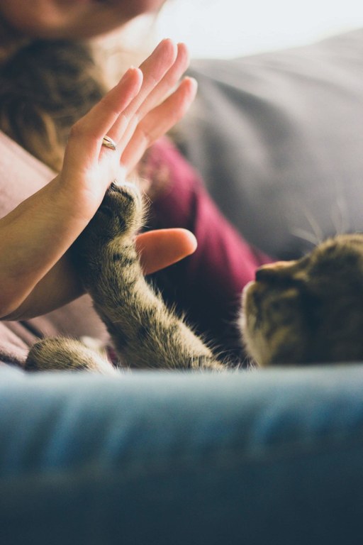 Animalia maitatu baten galeraren min emozionala ez da gutxietsi behar Animalia maitatu baten galeraren min emozionala ez da gutxietsi behar