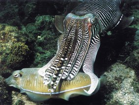 Animalia transexualak