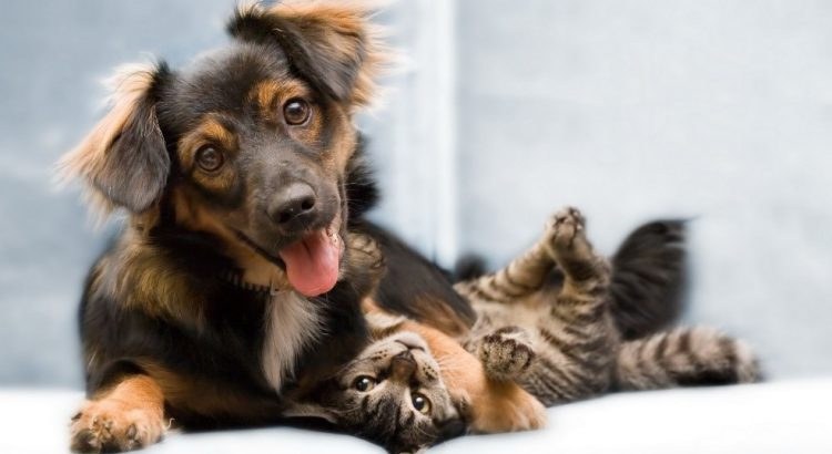 Animaliak, izaki bizidunak eta ez objektuak Animaliak, izaki bizidunak eta ez objektuak