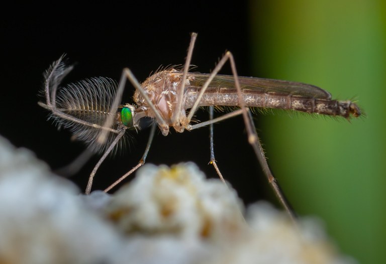 Animaliarik arriskutsuena ez da zuk uste duzuna