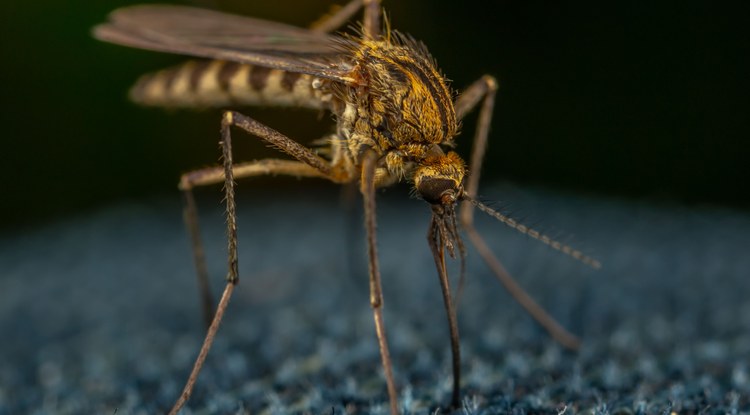 Animaliarik arriskutsuena ez da zuk uste duzuna
