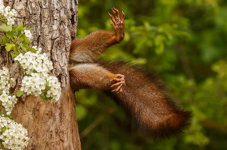 Animaliei ateratako argazki komiko onenak ikusi nahi al dituzu?