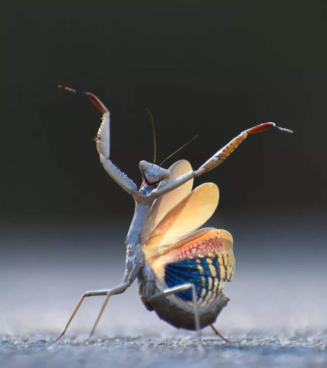 mantis flamenca.png