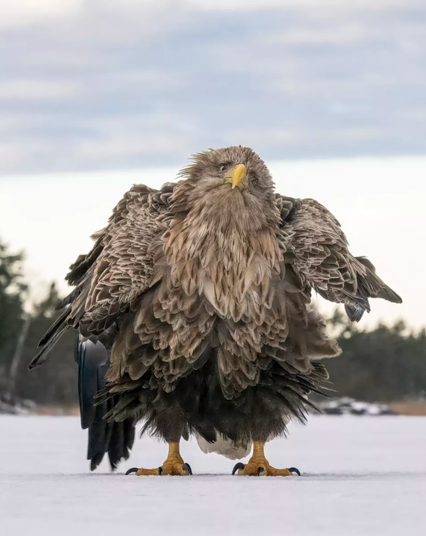 Pantaila-argazkia 2024-12-18 075842.png