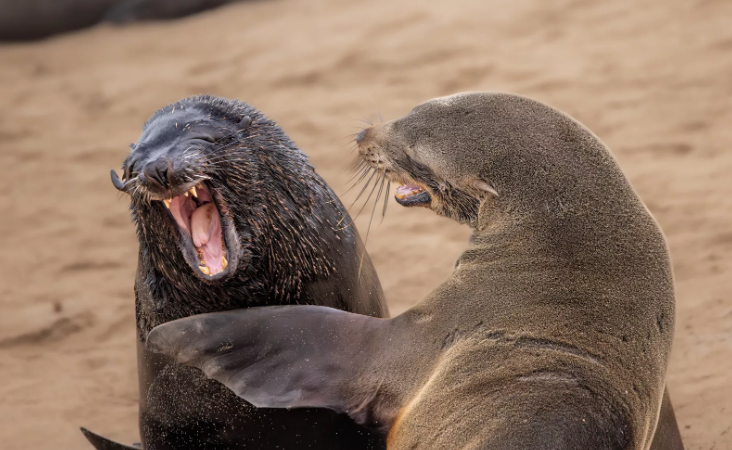 Pantaila-argazkia 2024-12-18 080514.png