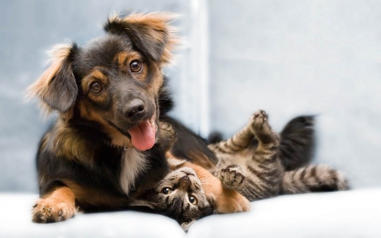 Animaliei haurrei bezala hitz egiten diezu? Ondo ari zara! Animaliei haurrei bezala hitz egiten diezu? Ondo ari zara!