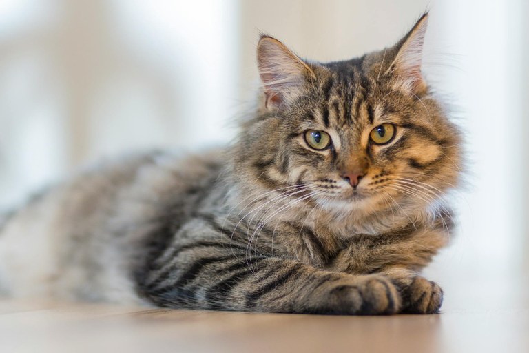 Animaliekin bizitzearen hamar abantaila Animaliekin bizitzearen hamar abantaila