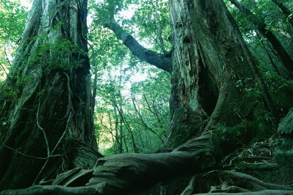 Aokigahara, suizidioen baso japoniarra Aokigahara, suizidioen baso japoniarra