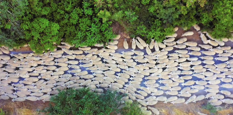 ardiak mugimenduan b.png