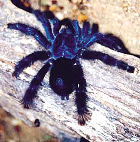 Armiarma erraldoia Armiarma erraldoia