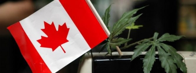 Aurora, cannabisaren erraldoia Aurora, cannabisaren erraldoia