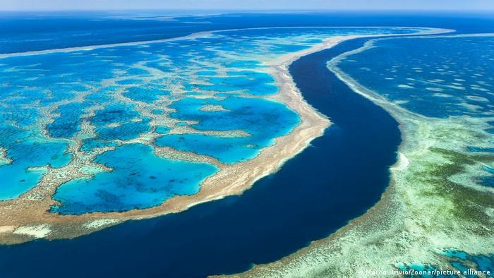 Australiako Koral Hesi Handiak errekuperazio errekorra eskuratu du