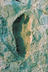 Australopithecus-a eta elefante gorotzak Australopithecus-a eta elefante gorotzak