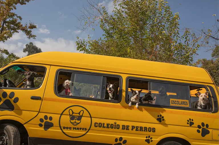 Autobus batek familietako txakurrak jasotzen ditu ondoren guztiak batera paseatzeko