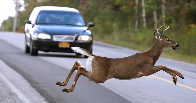 Autoz harrapatutako animaliak, haragia jateko korronte etiko berria Autoz harrapatutako animaliak, haragia jateko korronte etiko berria