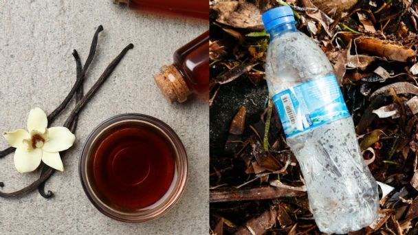 Banilla esentzia, etorkizunean, plastikozko botilekin egin liteke Banilla esentzia, etorkizunean, plastikozko botilekin egin liteke