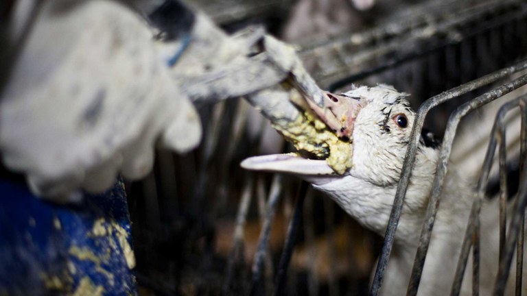 foie_gras_web_petition.jpg