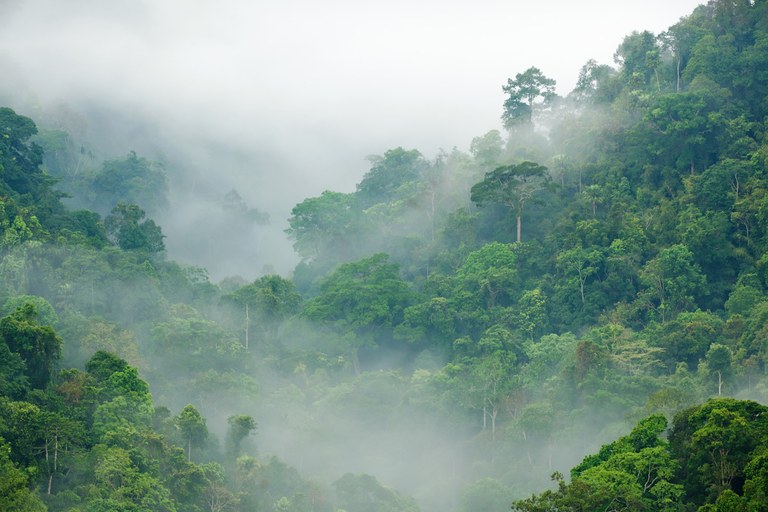 Baso tropikalek ezin dute CO2 gehiago xurgatu Baso tropikalek ezin dute CO2 gehiago xurgatu