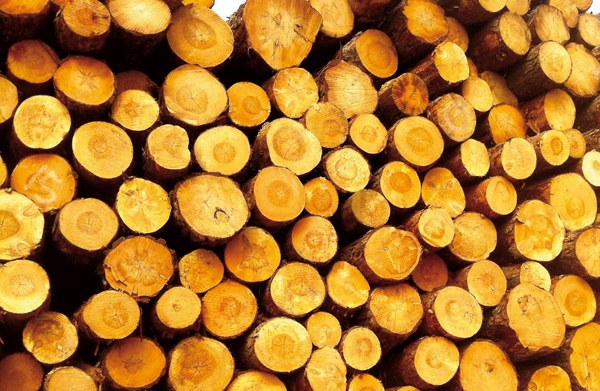 Basoak soiltzen jarraitzen dugu Basoak soiltzen jarraitzen dugu