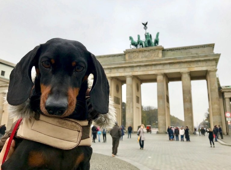 Berlin, txakurren paradisu Berlin, txakurren paradisu