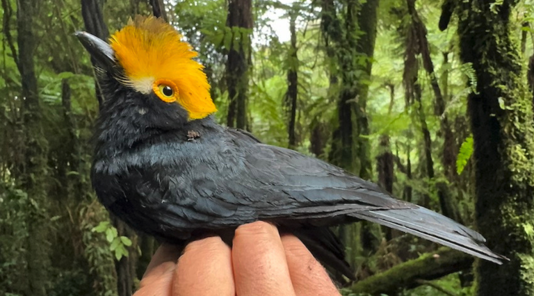 Bi hamarkadetan ikusi ez den “galdutako txoriaren” lehen argazkiak