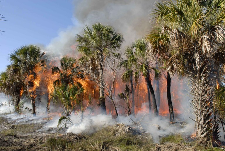 Big_tropical_forest_fire.jpg