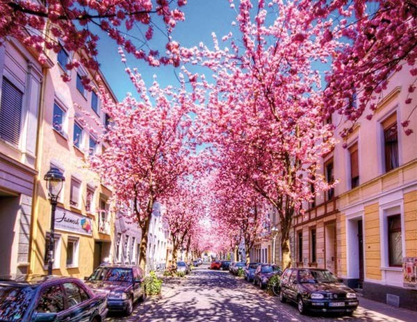 Bonn Bonn