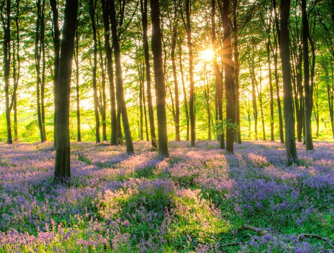 bosque_5338.jpg