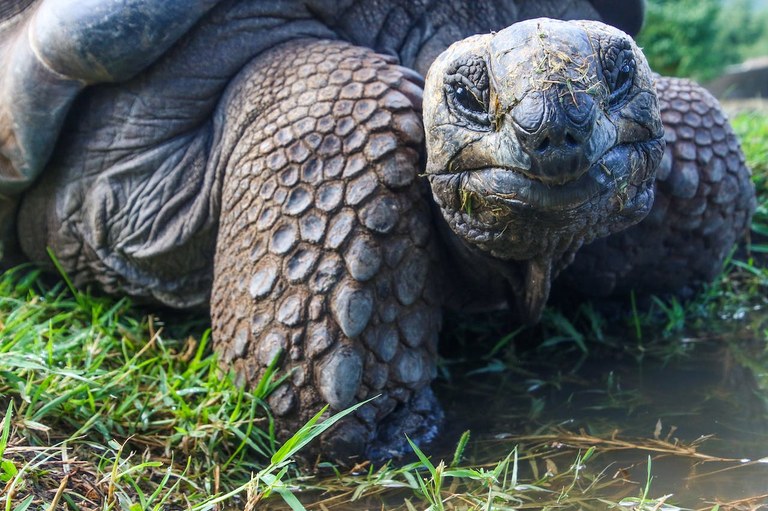 Bost animalia migratzailetatik bat desagertze arriskuan dago Bost animalia migratzailetatik bat desagertze arriskuan dago