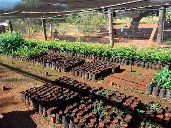 Brasilek 1.700 milioi zuhaitz landatuko ditu, historiako basoberritzerik handiena