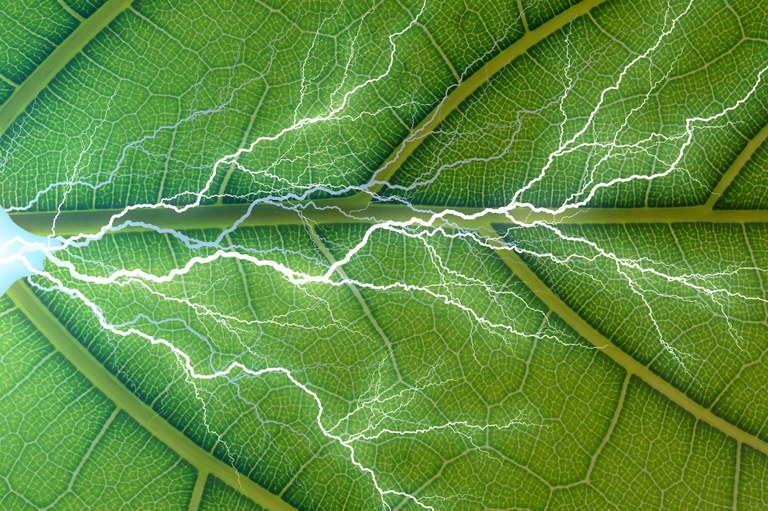 CO2-a oxigeno bilakatu dezakeen hosto artifiziala asmatu dute CO2-a oxigeno bilakatu dezakeen hosto artifiziala asmatu dute