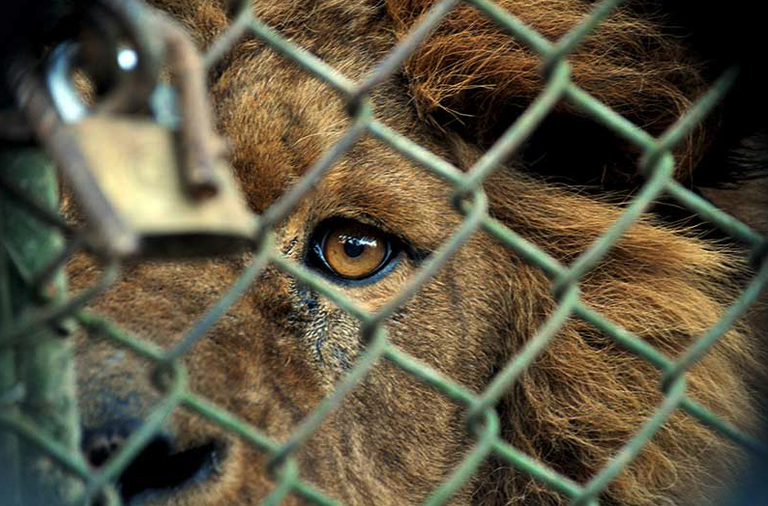 Costa Rica zoologikorik gabeko munduko lehen herrialdea bihurtu da Costa Rica zoologikorik gabeko munduko lehen herrialdea bihurtu da