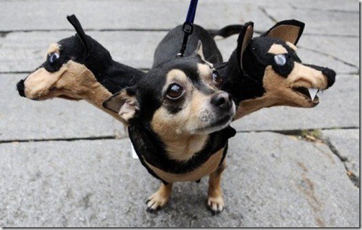 dachshund-costume_thumb.jpg