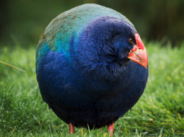 Desagertua uste zen historiaurreko hegazti bat Zeelanda Berrira itzuli da