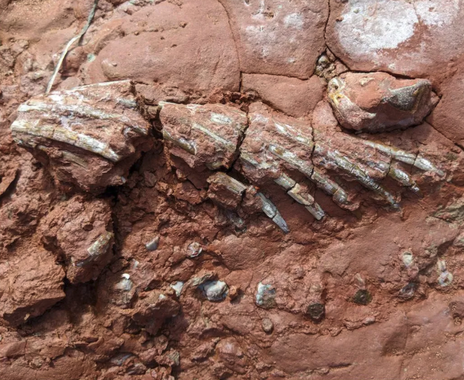 Dinosauroen aurretik bizi izan zen animalia ezezagun baten fosila aurkitu dute Dinosauroen aurretik bizi izan zen animalia ezezagun baten fosila aurkitu dute