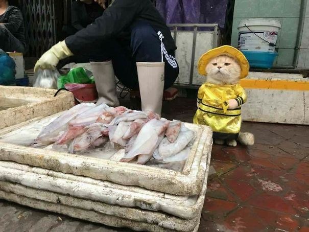 'Dog', Vietnamgo katu arrain saltzailea 'Dog', Vietnamgo katu arrain saltzailea