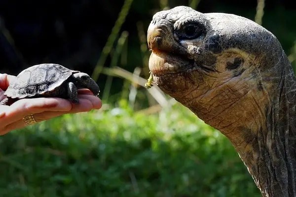 Dortoka erraldoiak Galapago Uharteetara itzuli dira Dortoka erraldoiak Galapago Uharteetara itzuli dira