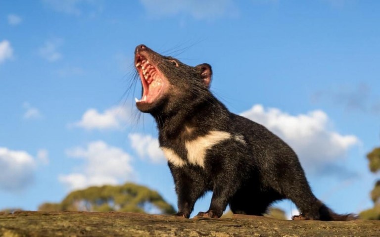 Duela 3.000 urtetik hona Australian askatasunean jaio diren lehen Tasmaniako Deabruak Duela 3.000 urtetik hona Australian askatasunean jaio diren lehen Tasmaniako Deabruak