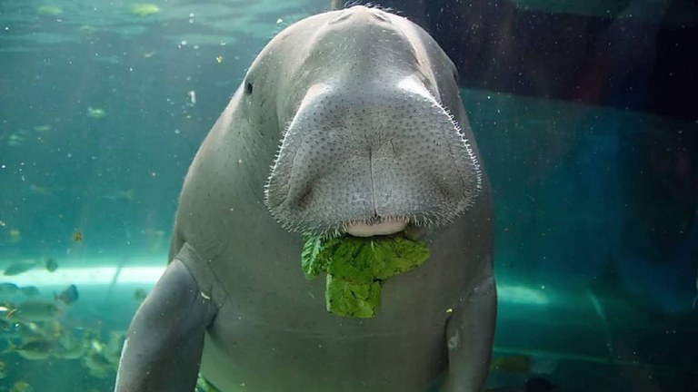 Dugonga animalia desagertu egin da Dugonga animalia desagertu egin da