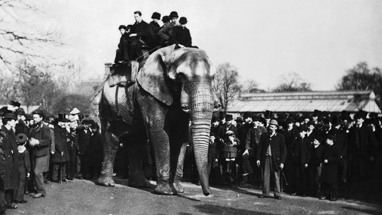 DUMBO ELEFANTEAREN BENETAKO HISTORIA DUMBO ELEFANTEAREN BENETAKO HISTORIA