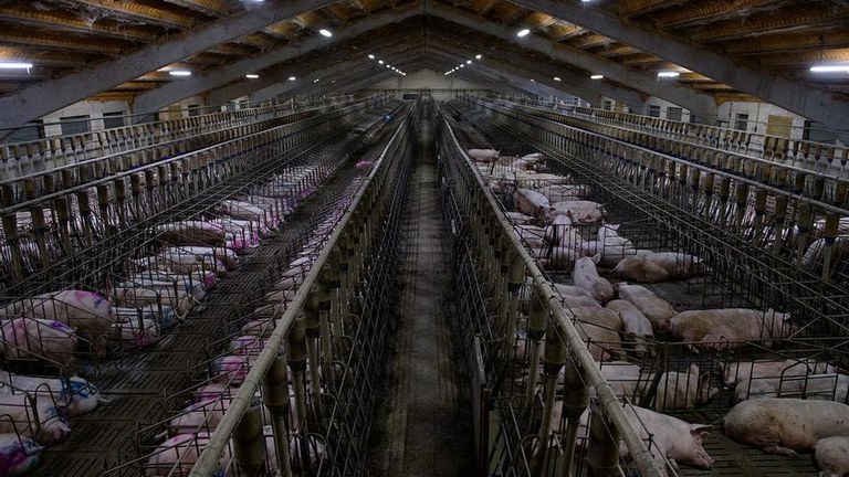 Ehunaka ikertzailek animalien esplotazioari amaiera jartzeko eskatu dute