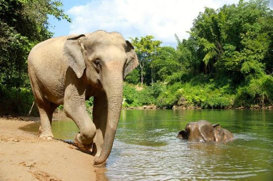 Elephant Haven: Elefanteen Europako lehen santutegia jaio da